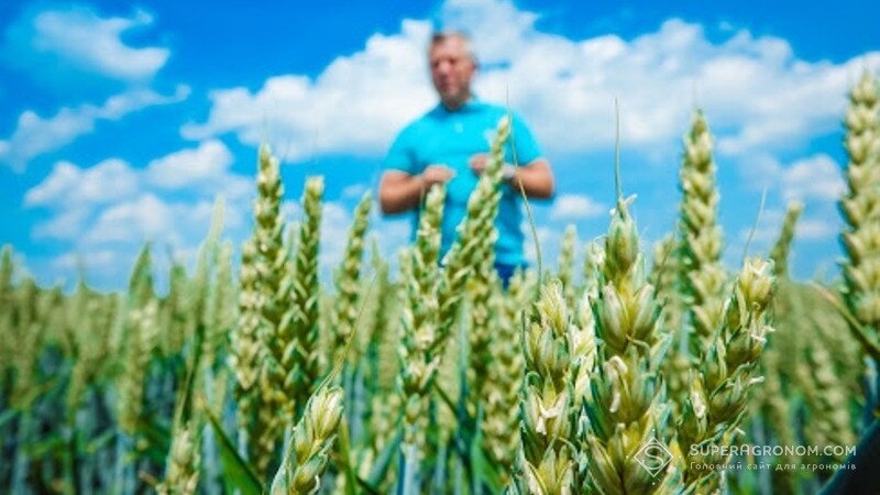 Пшеничні колоски на полі
