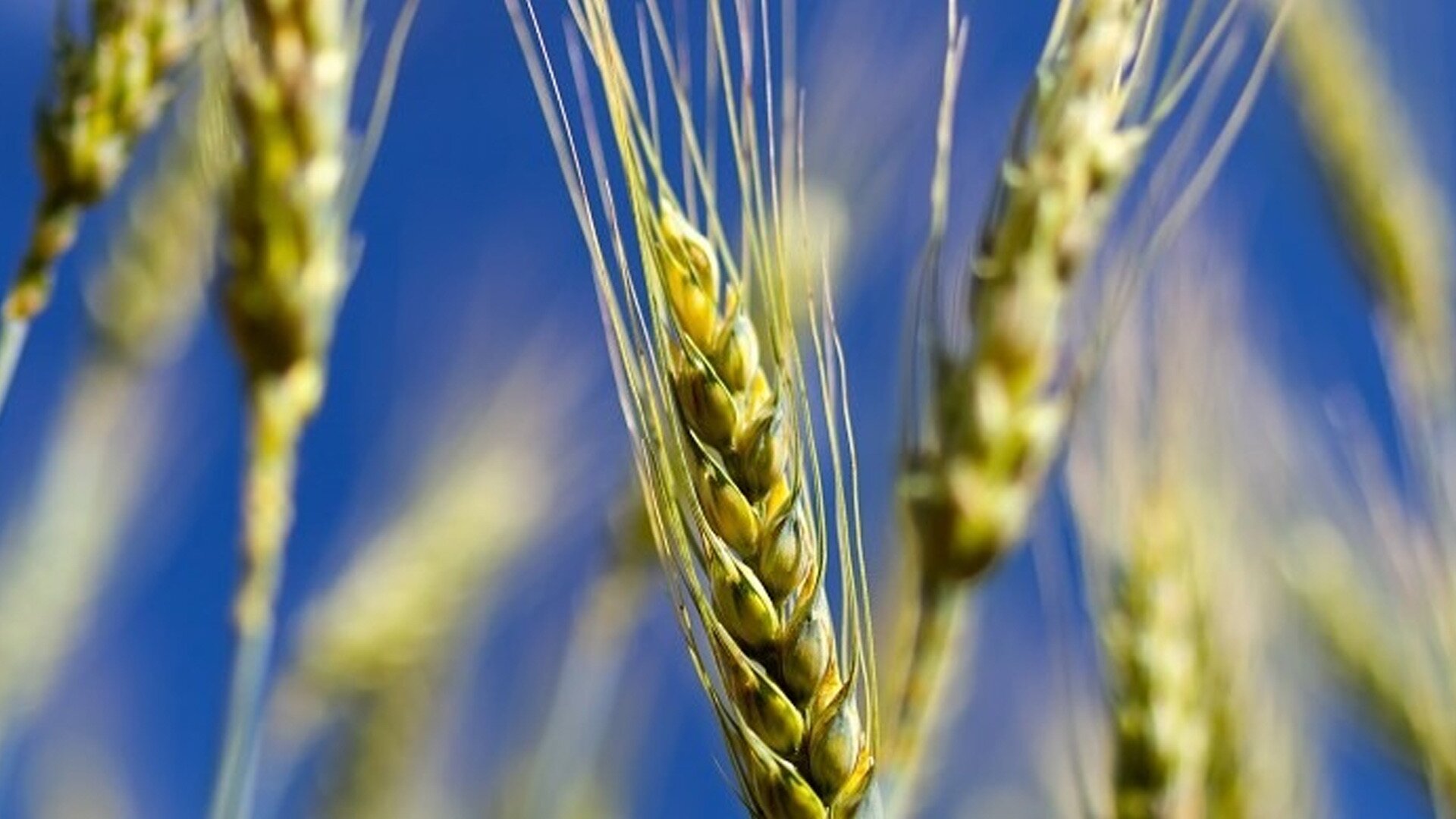 Озимая пшеница: защита от болезней и вредителей