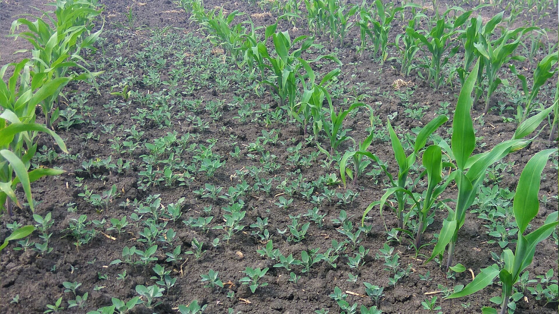 Посевы кукурузы до внесения баковой смеси