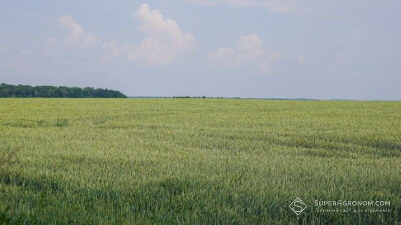 Посіви пшениці у господарстві 